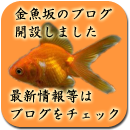 金魚坂ブログを開設致しました。最新情報等についてはブログにて情報更新をしてまいりますので、是非1度ご確認下さい。